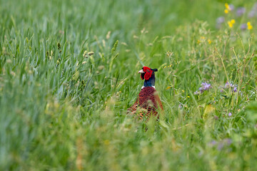 Common Pheasant (Phasianus colchicus) male in blooming meadow, Baden-Wuerttemberg, Germany