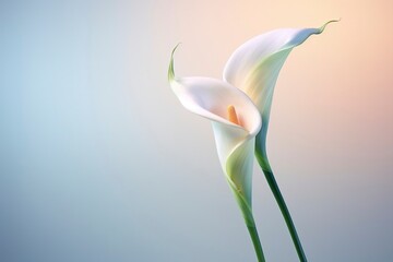 A picture that shows Calla lily flower, in reality style, soft background