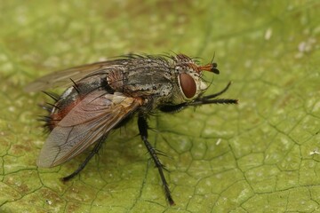 Close up of a rare tachinid fly, Peleteria iavana on green leaf
