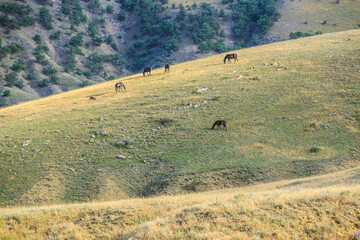 Landscape Horses grazing on a hillside
