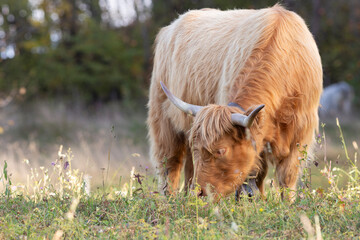 Fototapeta premium The hairy cows of the Scottish Highlands