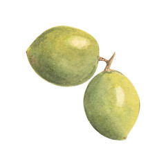 Two big watercolor green olive