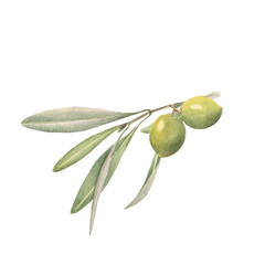 The olive branch with green olive