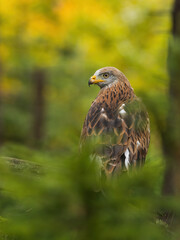 Beautiful Red Kite portrait (Milvus milvus). National symbol of wildlife in Wales. National bird of Wales.