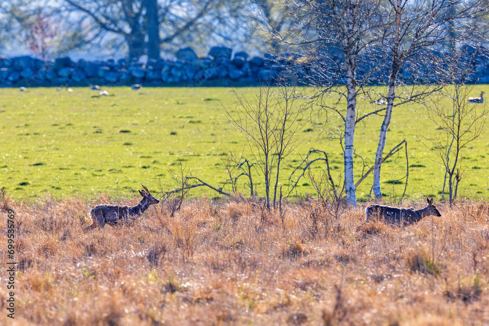 Wall mural Roe deers walking in high grass a sunny spring day