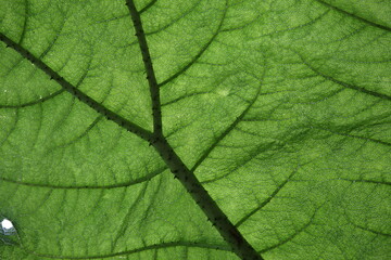 leaf detail