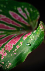 Selective focus of water drop on Pink Dieffenbachia leaf.