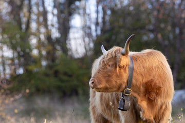 Highland cattle in the north italy mountains