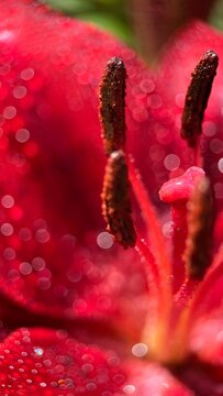 macro photo of internal pollen of a red lily, lily petals in small drops in the sun creating glare