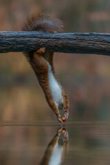 Eurasian red squirrel (Sciurus vulgaris) is hanging upside down to collect food in the forest of...