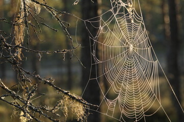 Spinnennetz