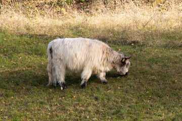 Highland cattle in the north italy mountains