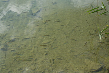 Czysta woda, w której pływają młode ryby © klumb