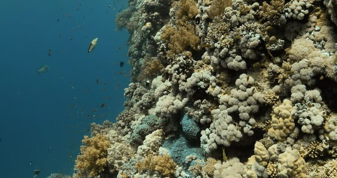 beautiful terrains in the deep ocean 
