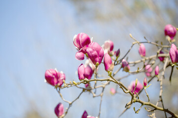 magnolia flowers on sunlight in spring garden
