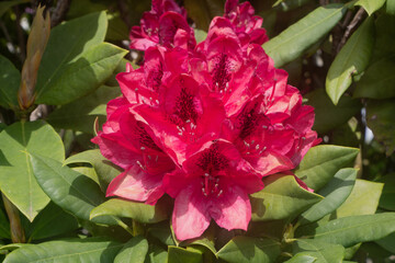Pink rhododendron flower in a garden - 699542167