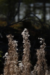 Pflanzen natur outdoor 