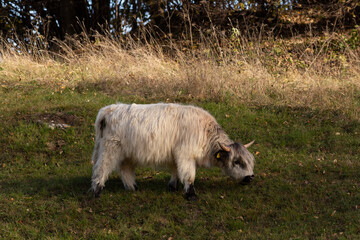 Highland cattle in the north italy mountains