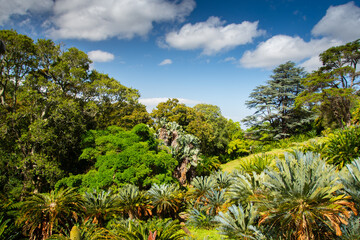 Walk through the beautiful Kirstenbosch Garden in Cape Town, South Africa