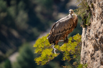 Majestic Bird of Prey Perched on Pine Branch Overlooking Valley