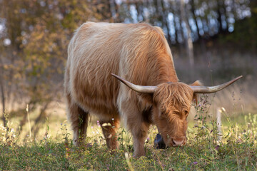 Highland cattle in the north italy mountains