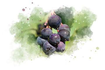 Watercolor saskatoon berry, Juneberry    