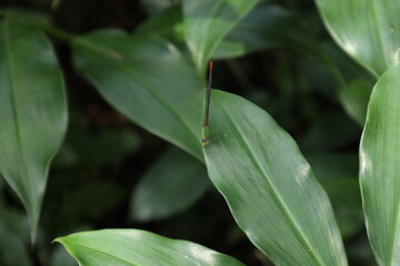 View of an orange tailed marsh dart damselfly sitting on top of a spiral ginger leaf