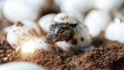 Muurstickers Little baby crocodiles hatching from eggs © xy
