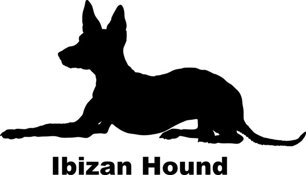 Dog Ibizan Hound silhouette Breeds Bundle Dogs on the move. Dogs in different poses.
The dog jumps, the dog runs. The dog is sitting. The dog is lying down. The dog is playing

