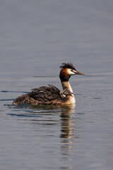 Great crested grebe (Podiceps cristatus) adult swimming on lake with several young juvenile sitting...