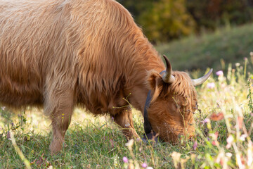 The hairy cows of the Scottish Highlands