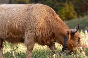 Highland cattle in the north italy mountains
