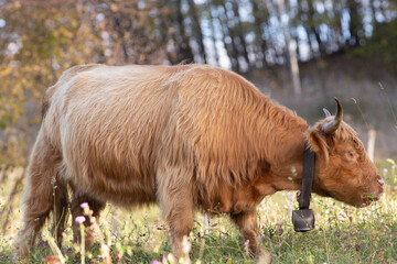 Highland cattle in the north italy mountains