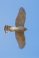 Eurasien sparrowhawk (Accipiter nisus) female flying in blue sky, Hesse, Germany