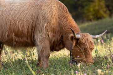 Highland cattle in the north italy mountains