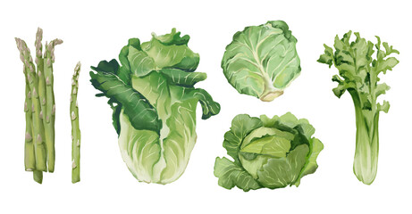 Watercolor food illustrations set. Green salad leaves, green color food. Lettuce, cabbage, leeks, beijing cabbage, iceberg lettuce, asparagus, celery