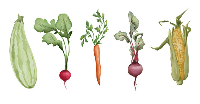 Watercolor food illustrations set. Vegetables set watercolor. Zucchini, radish, carrot,  beetroot, corn