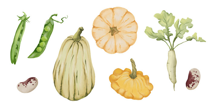 Watercolor food illustrations set. Green and yellow vegetables. Pumpkin, patisson, radish, green peas, bean