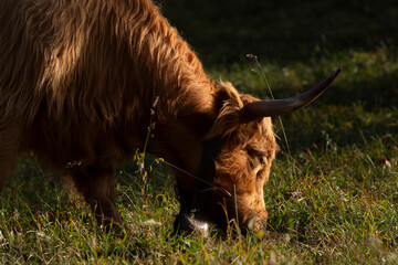 The hairy cows of the Scottish Highlands