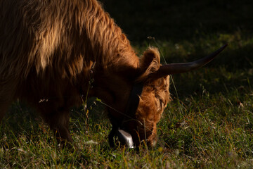 Highland cattle in the north italy mountains