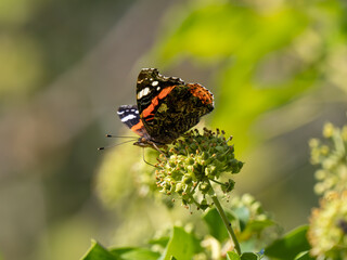 Admiral Feeding on Ivy Flower
