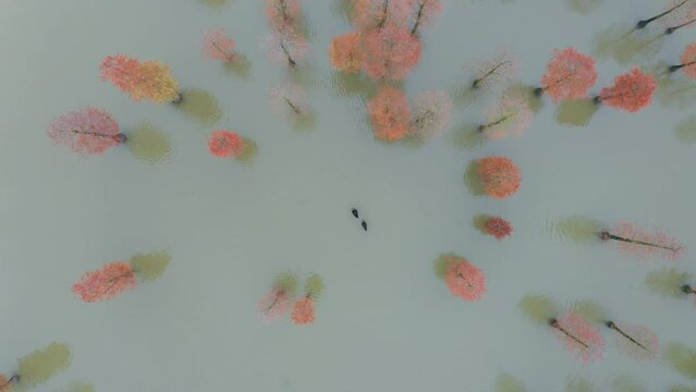 Aerial photography of colorful woods, fir trees in the water