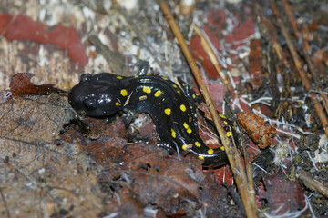 Closeup on a juvenile North American Spotted mole salamander, Ambystoma maculatum