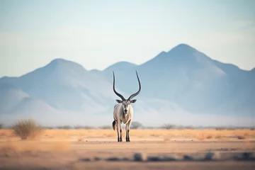  solitary oryx with a backdrop of desert mountains © stickerside