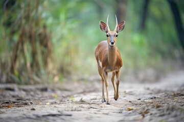 bushbuck trotting along a narrow forest path