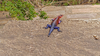 Agama lizard Kenya Africa