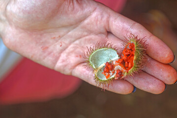 Annatto fruit natural lipstick Zanzibar Africa