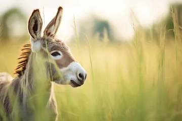 Tuinposter curious donkey with sharp ears amidst tall grasses © stickerside
