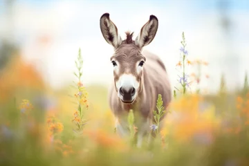 Foto op Plexiglas perked ears donkey among spring flowers © stickerside