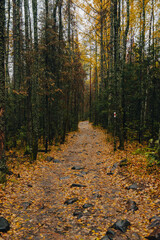 hiking trail in the autumn colorful forest